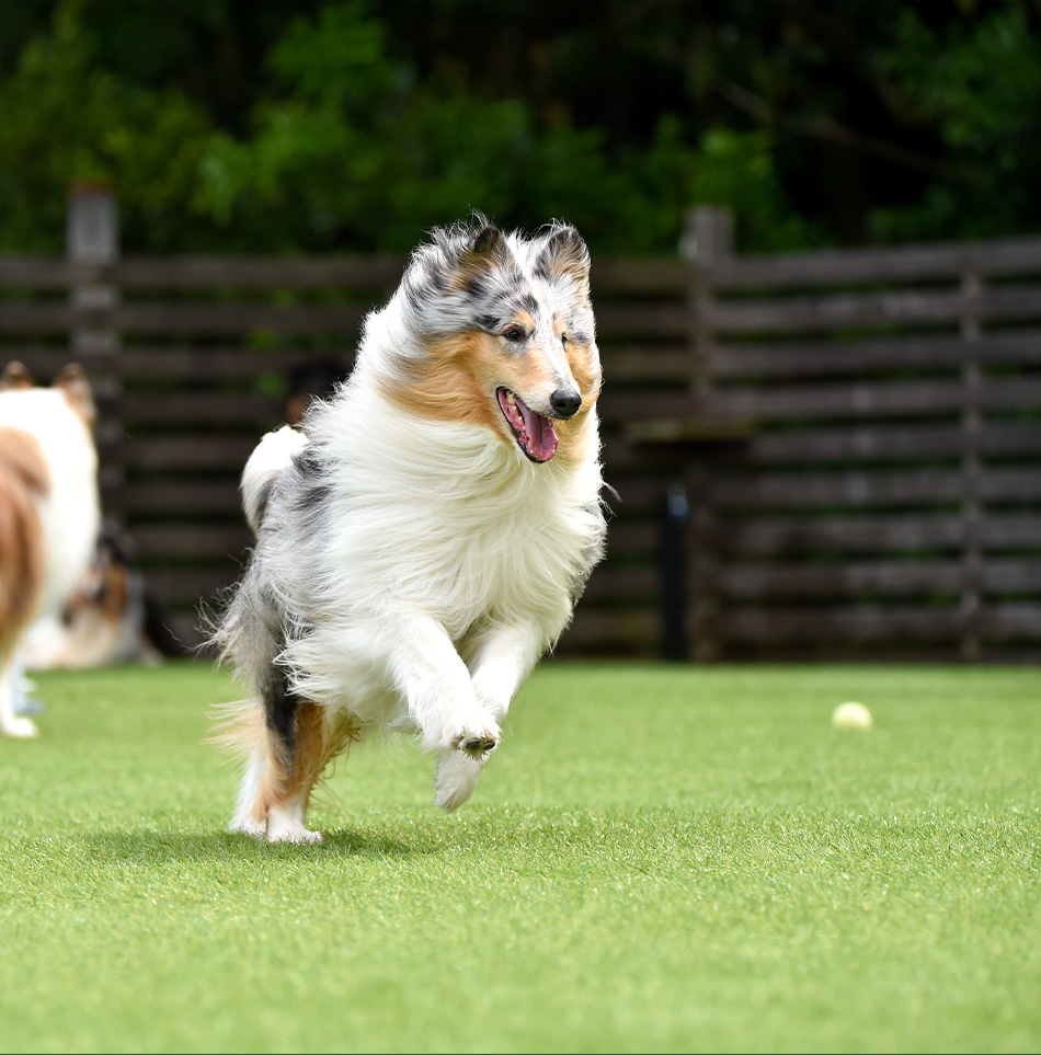 Dog runs residential turf cleaning services img
